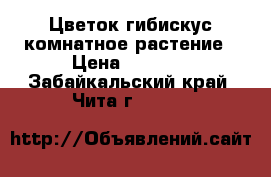 Цветок гибискус комнатное растение › Цена ­ 2 000 - Забайкальский край, Чита г.  »    